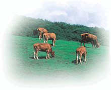 축산물가격안내